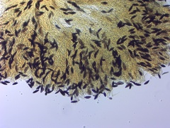 Xylaria polymorpha
