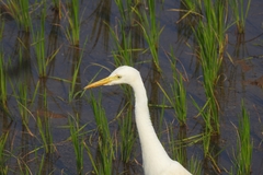 Bubulcus ibis coromandus