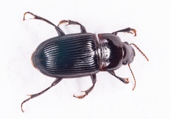 Harpalus