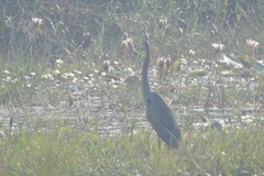 Ardea purpurea