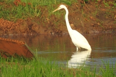 Ardea alba