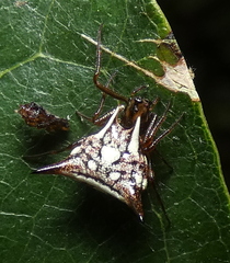 Micrathena evansi