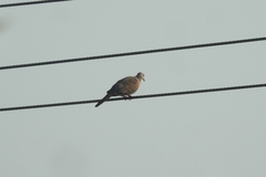 Streptopelia chinensis