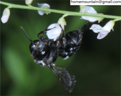 Ammobatoides radoszkowskii