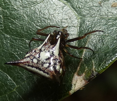 Micrathena evansi