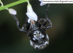 Ammobatoides radoszkowskii