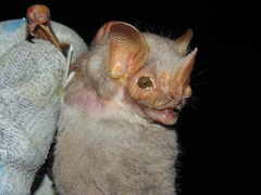 Pygoderma bilabiatum