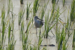 Himantopus himantopus