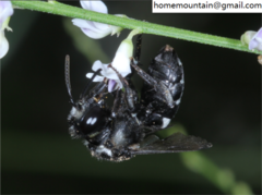 Ammobatoides radoszkowskii