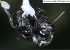 Ammobatoides radoszkowskii