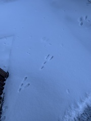 Lagomorpha