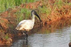 Threskiornis melanocephalus