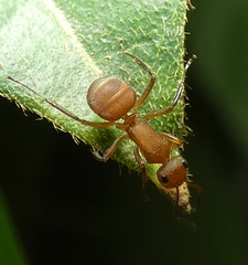 Camponotus rectangularis
