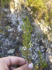 Erica imbricata