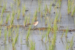 Calidris minuta