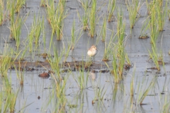 Calidris minuta