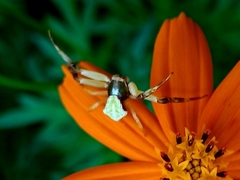 Misumenoides