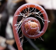Adiantum pedatum