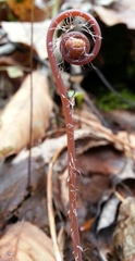 Adiantum pedatum