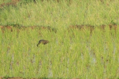 Plegadis falcinellus