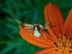 Misumenoides