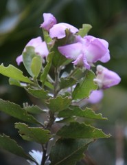 Podalyria calyptrata
