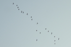 Phalacrocorax fuscicollis