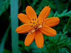 Misumenoides