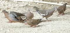 Patagioenas corensis