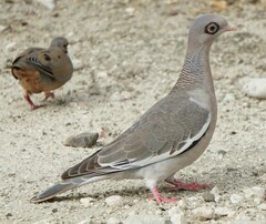 Patagioenas corensis