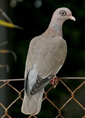 Patagioenas corensis