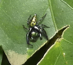 Parnaenus