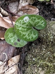 Hexastylis virginica