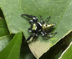Parnaenus