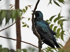 Lamprotornis chalybaeus