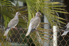 Patagioenas corensis