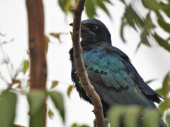 Lamprotornis chalybaeus