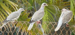 Patagioenas corensis