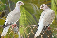 Patagioenas corensis