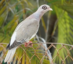 Patagioenas corensis