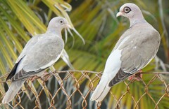 Patagioenas corensis