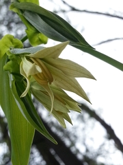 Uvularia