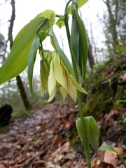 Uvularia