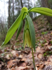 Uvularia