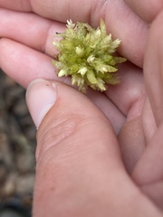 Sphagnum perichaetiale