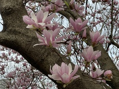 Magnolia liliiflora