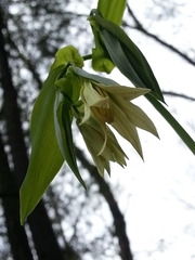 Uvularia