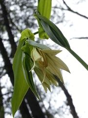 Uvularia