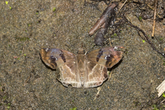 Odontoptilum angulata