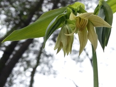 Uvularia